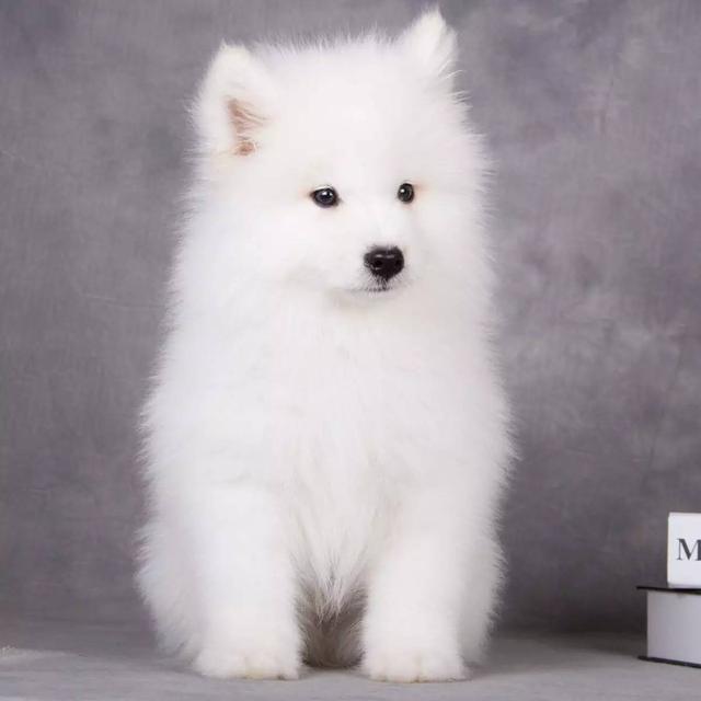 150億市場(chǎng)潛力，辦公室裝修也要開(kāi)始考慮狗狗的感受了